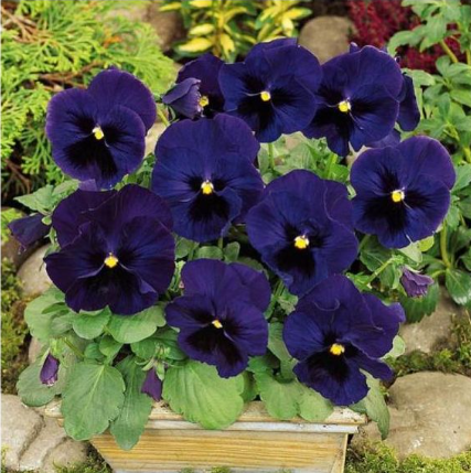 PANSY SWISS GIANTS FLOWER seeds.