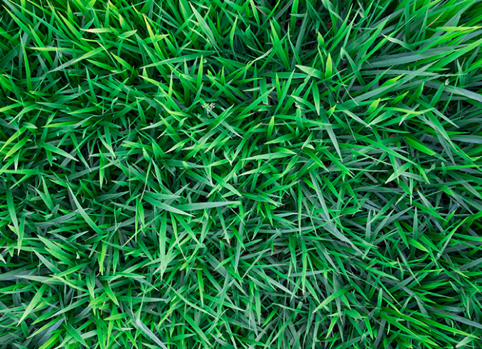 Starke Ayres KIKUYU GRASS SEEDS
