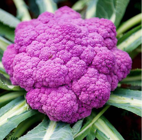 CAULIFLOWER PURPLE VIOLETTO SEEDS