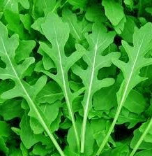 SWEET ROCKET/ ARUGULA SEEDS