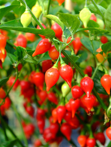 CHILLI BIQUINHO LITTLE BEAK SEEDS (MILD CHILLI)
