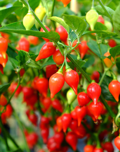 CHILLI BIQUINHO LITTLE BEAK SEEDS (MILD CHILLI)