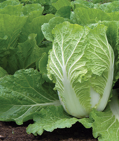 CHINESE CABBAGE/ NAPA CABBAGE SEEDS