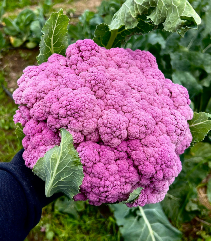 CAULIFLOWER PURPLE VIOLETTO SEEDS