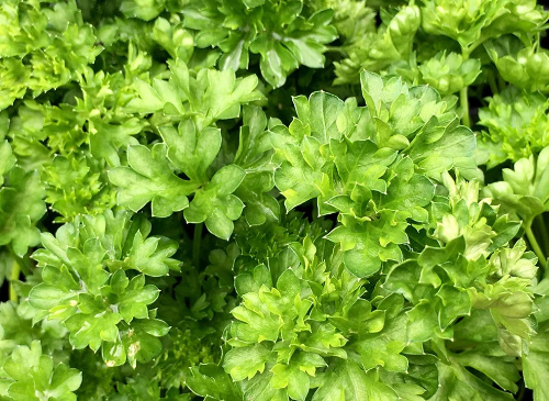 CURLED PARSLEY SEEDS