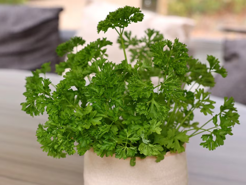 CURLED PARSLEY SEEDS