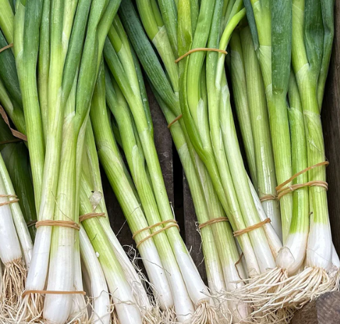 SPRING ONION/ LEAF ONION SEEDS