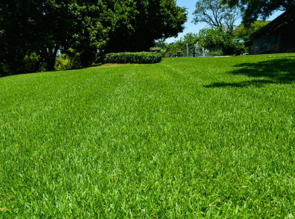 Starke Ayres KIKUYU GRASS SEEDS