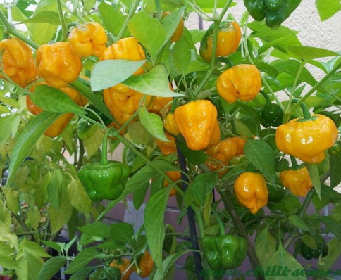 JAMAICAN YELLOW SCOTCH BONNET CHILLI SEEDS EXTRA HOT.