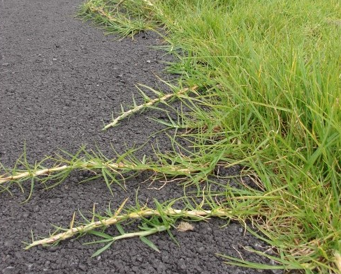 Starke Ayres KIKUYU GRASS SEEDS