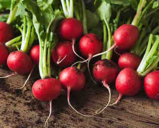 RADISH CHERRY BELLE SEEDS
