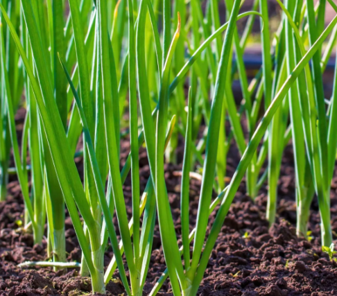 SPRING ONION/ LEAF ONION SEEDS