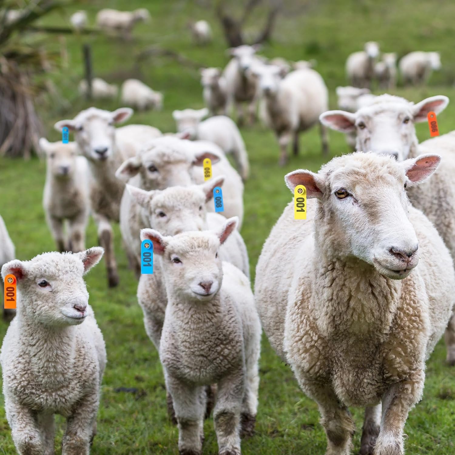 Quality Numbered Ear Tags. Sheep/Goat/rabbit Numbered Self-Applicable Folding Slim Ear Tags for Livestock (Pack of 100) Serialized