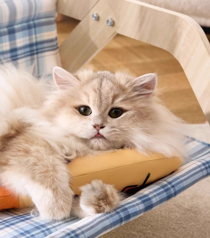 Pet Cat Toys, Cat Mint Toys