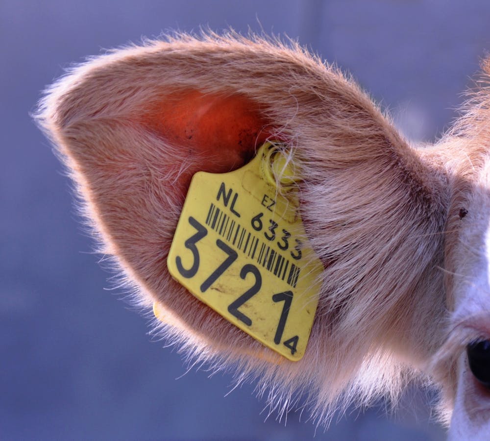 Sheep/Goat/rabbit Numbered Self-Applicable Folding Slim Ear Tags for Livestock (Pack of 100) Serialized. Quality Numbered Ear Tags.