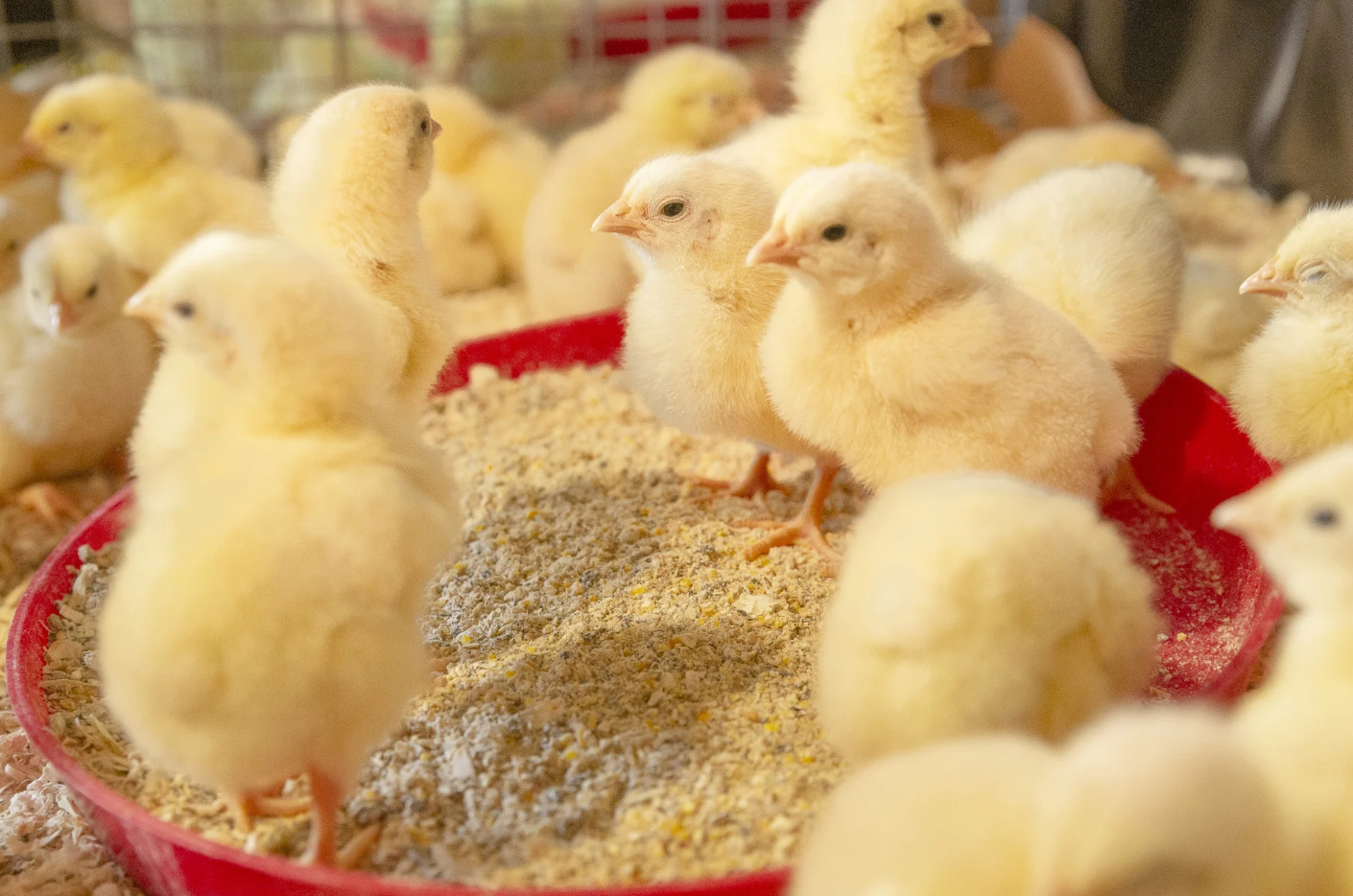 Strong rectangle Chick Feeding Trays. Feeding Plate for Poultry. Chicken Feeder Poultry Farming Equipment | Chick Feeder