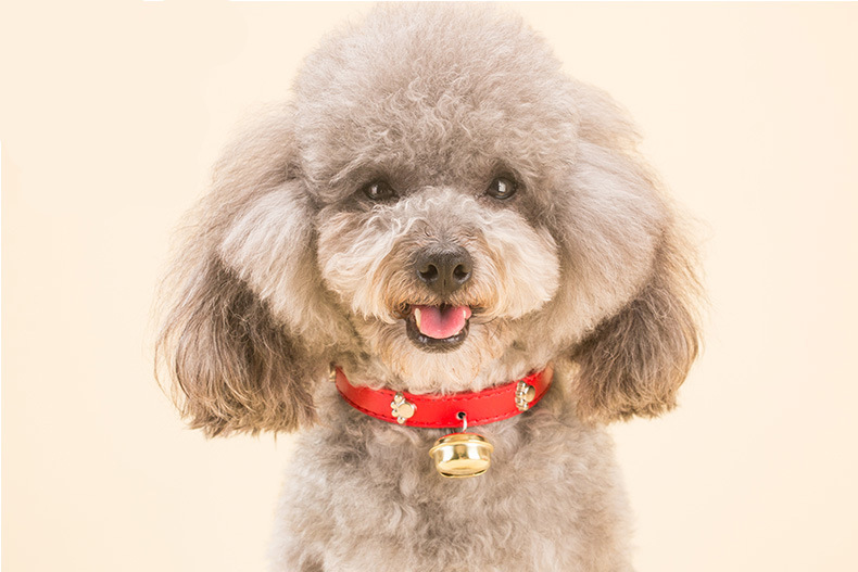 Pet Bell Collar for Cats Small Dogs, Flea Collars for Dog& Cats Pet , Flea & Tick Collar for Dogs& Cats Pet Universal Neck Collar With D-Ring for Leash, Insect Repellent
