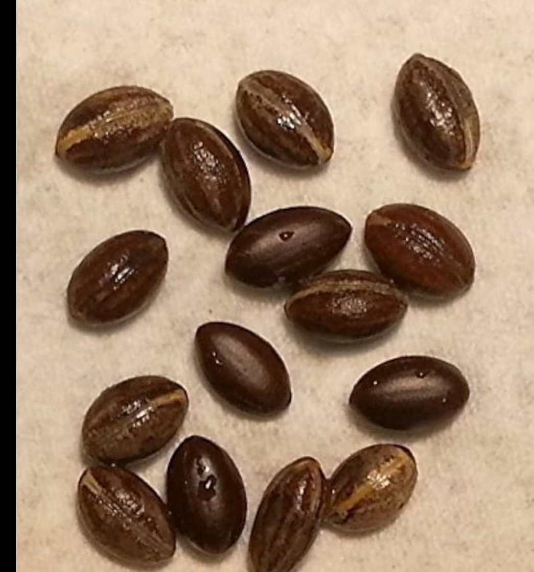 Flat tummy and weight loss miracle seeds helps in reducing weight and tummy by burning the accumulated fats in your body