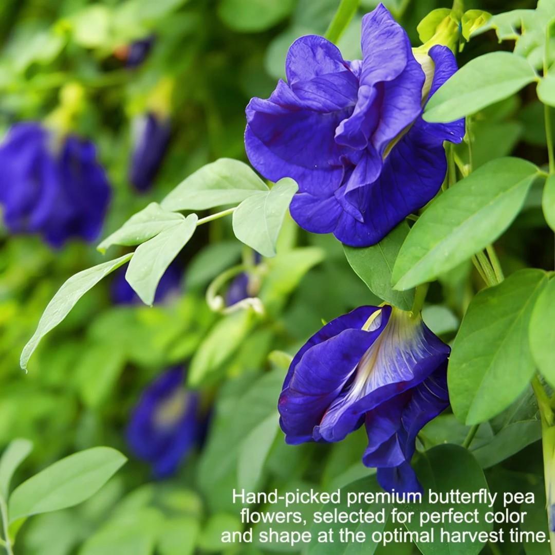 PREMIUM BUTTERFLY PEA FLOWER TEA – MAGIC BLUE DRINK, ANTI-AGING & HAIR GROWTH SUPPORT (30 TEA BAGS)