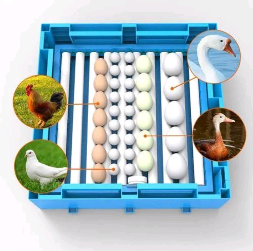 64-Eggs Automatic Egg Incubator Temperature Control Hatcher For Hatching Chicken Duck Bird Quail Poultry