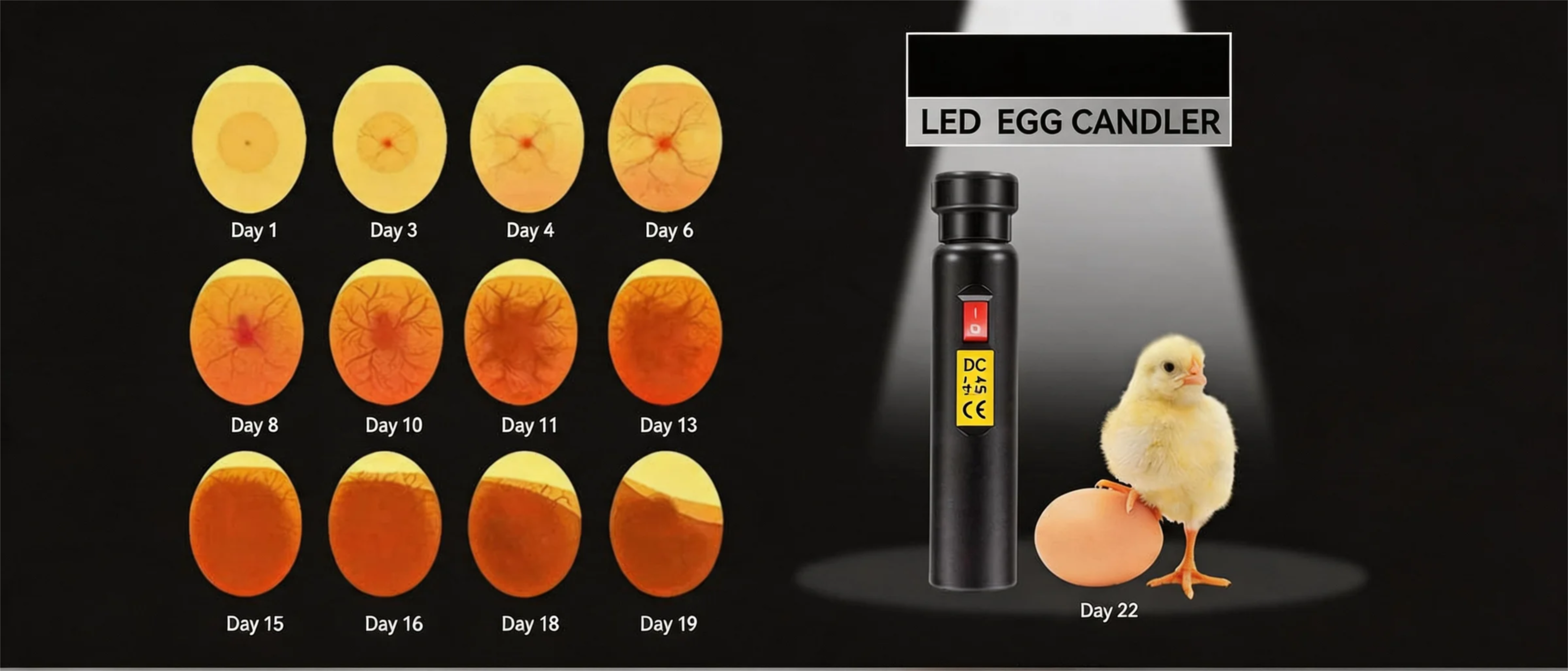 LED Egg Candler Egg Tester for Incubator Hatching - Cold Light Handheld Egg Candling Light for Chicken Duck Goose Quail Eggs, 2 Headgear Sizes, Check Fertile Eggs