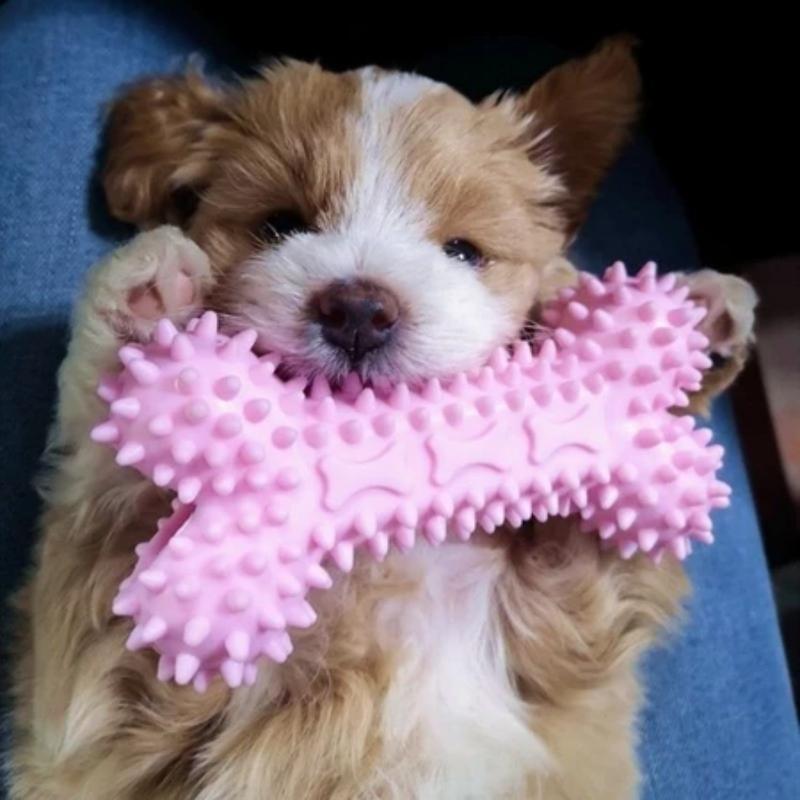 Dog's Toy Dog Chew Toys Puppy Teething Toys Pet Toys