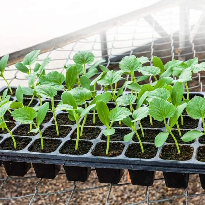 66 holes Seedling trays for planting seeds- big holes- strong durable and flexible