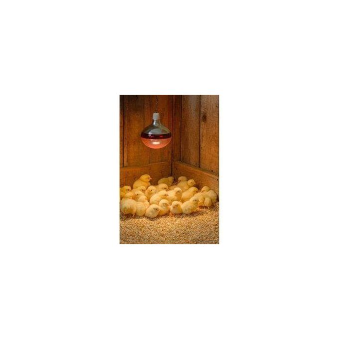 Red Infrared chicken bulb, Heat Lamp for chicken coop brooder and Reptile Heat Bulb, 220 volts, infrared red light