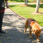 Dog Leash