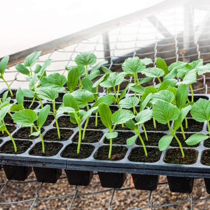200 holes seedling planting trays  reusable nursery seedling trays- 200 holes