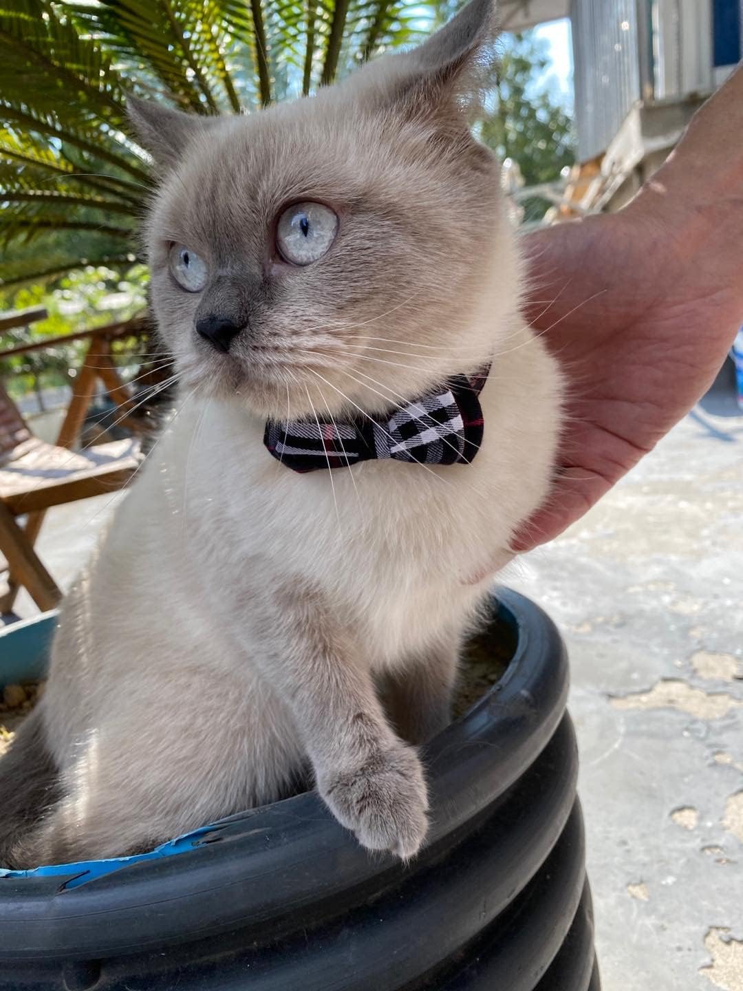 Cat Collars Breakaway with Cute Bow Bell - 2 Pack Kitten Collar Plaid Cat Collar with Removable Bowtie Cat Collar for Cats Kittens