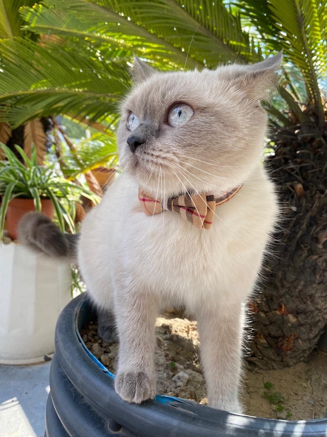 Cat Collars Breakaway with Cute Bow Bell - 2 Pack Kitten Collar Plaid Cat Collar with Removable Bowtie Cat Collar for Cats Kittens