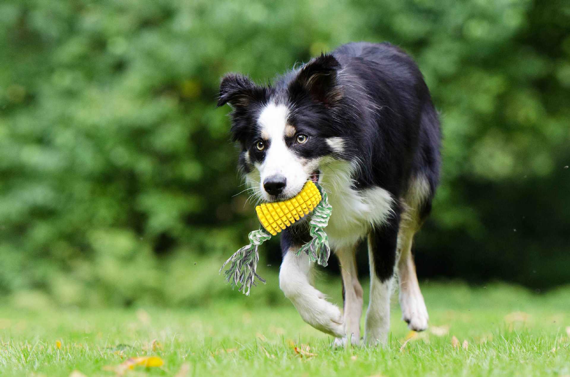 Pet Products New Explosion Dog Toy Corn Molar Stick Bite-Resistant Dog Toothbrush With Rope