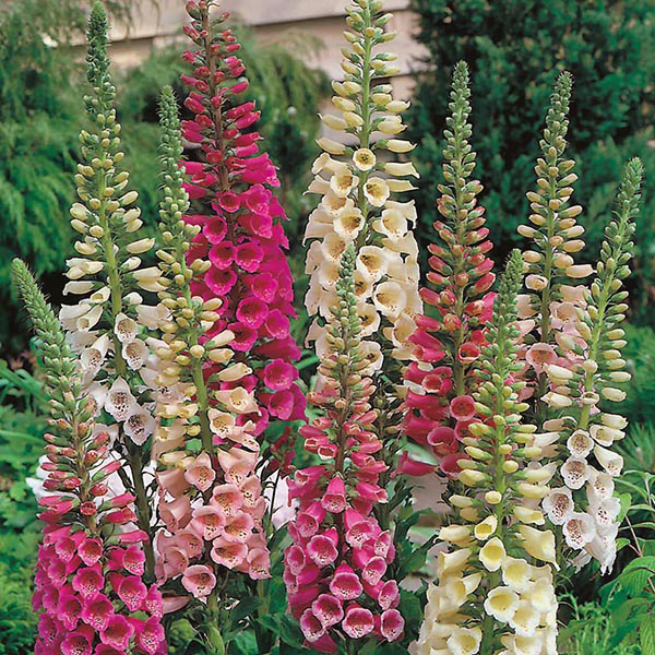 Foxglove Foxy - Starke Ayres - Flower Seeds - Made In South Africa