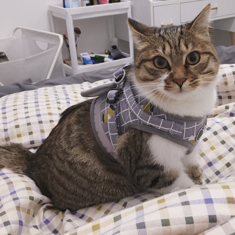 Fashion Plaid Cat Harnesses for Cats Summer Mesh Pet Harness and Leash Set