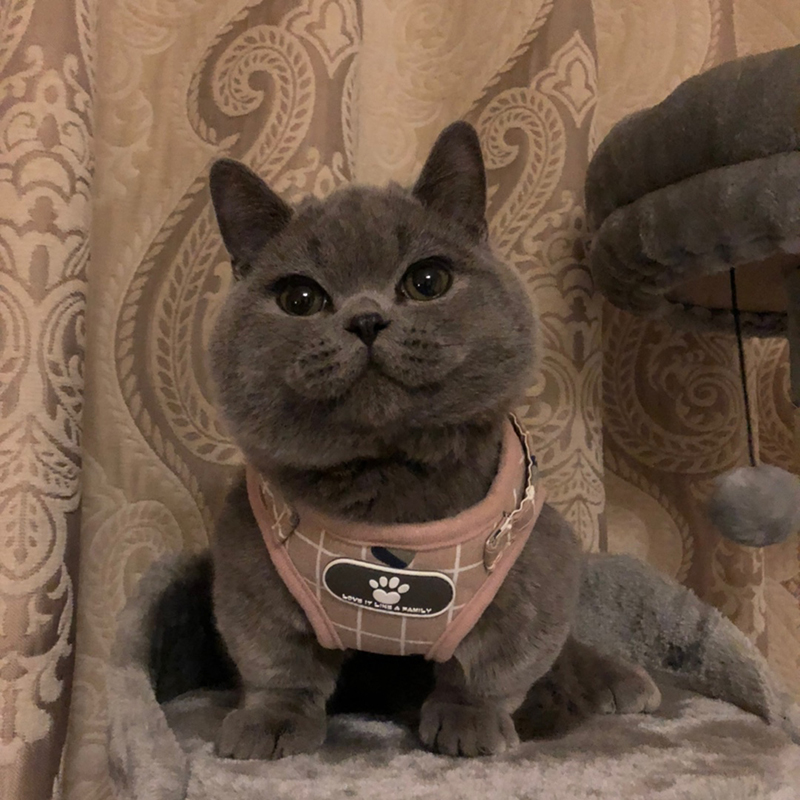 Fashion Plaid Cat Harnesses for Cats Summer Mesh Pet Harness and Leash Set