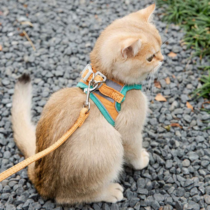 Cat Harness Leash Set for Dog Cat Vest Pug Leashes Walking Tools