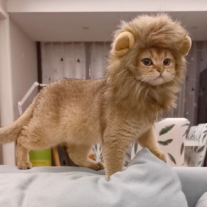 Cat Lion Head Cover Rabbit Ears Small Dog Dog Hat Pet Cute Funny Headwear Crossdressing