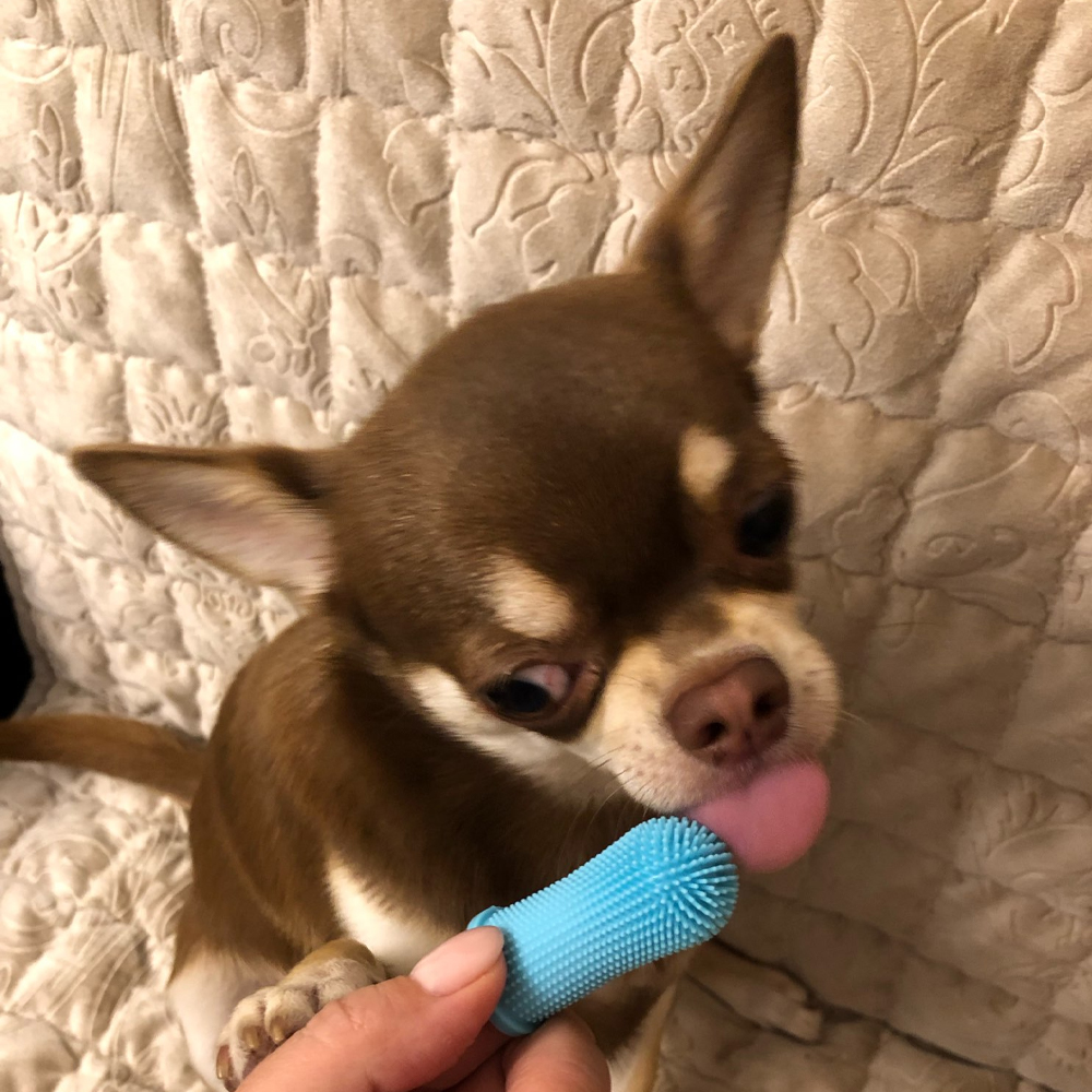 2pc Colors Super Soft Pet Finger Toothbrush Teddy Dog Brush Bad Breath Tartar Dog Teeth Cleaning Pet Care