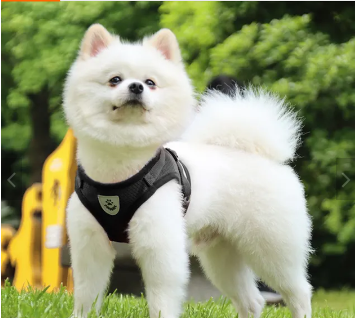 Leash 1Pcs Breathable Dog Harness Mesh Vest Leash BLACK